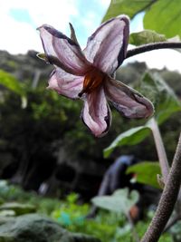 Close-up of purple flower