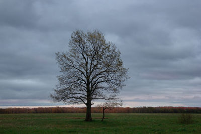 Bare tree on field against sky