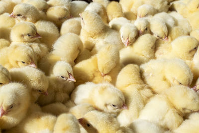 High angle view of a ducks