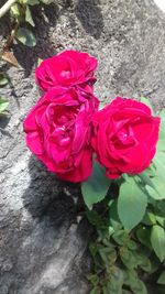 Close-up of pink flower blooming outdoors