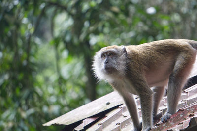 Close-up of monkey on tree