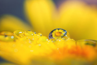 Close-up of wet yellow flower