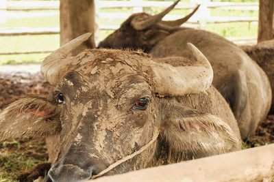 Close-up portrait of a horse on field
