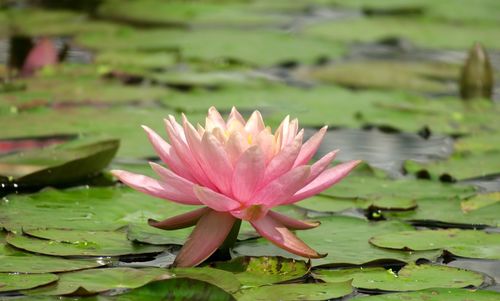 Pink water lily in lake