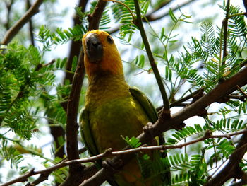 Low angle view of bird perching on tree