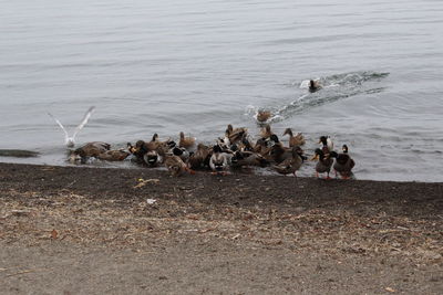 Flock of birds on beach