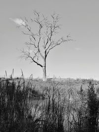 Bare tree on field against sky