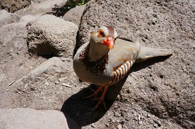 Close-up of duck