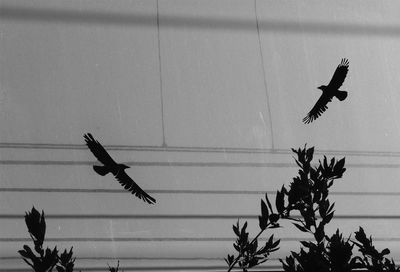 Low angle view of bird flying against sky