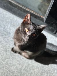 High angle portrait of cat sitting on floor