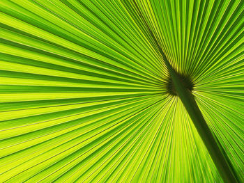 palm leaf