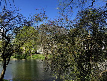 Trees by river against sky