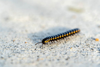 Close-up of insect on sand