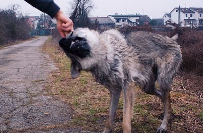 Full length of person with dog standing on ground