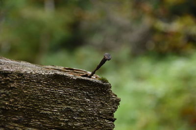 Close-up of insect on rock