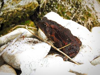 Close-up of dead fish on rock