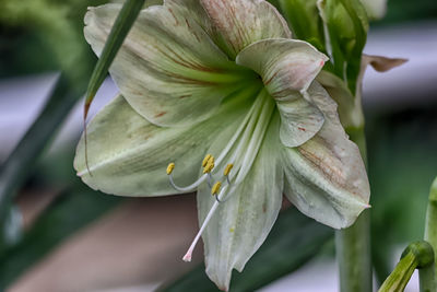 Close-up of white flower blooming outdoors