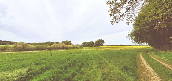 Scenic view of field against sky