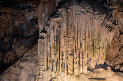 Full frame shot of tree trunk