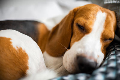 Close-up of a dog resting