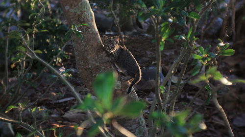 Close-up of a bird flying over a forest