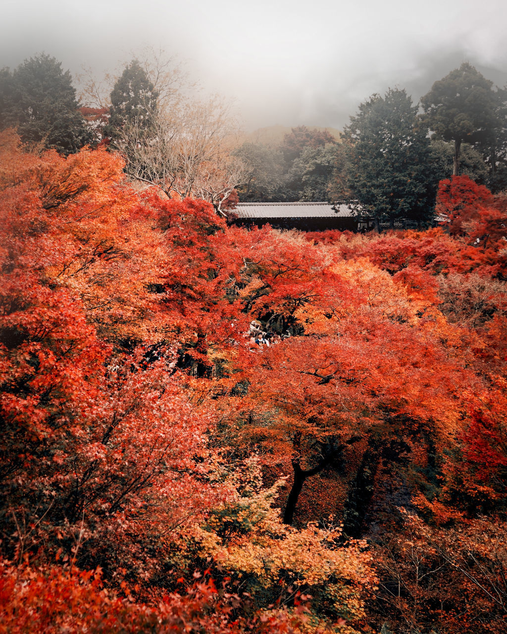 AUTUMN TREES IN FOREST