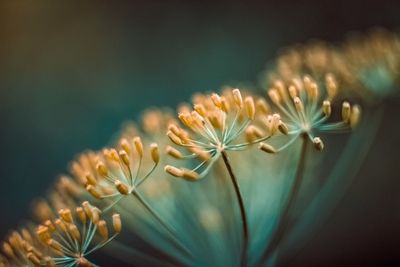 Close-up of flowering plant