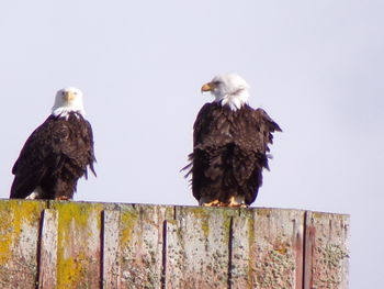 Low angle view of eagle perching on wooden post