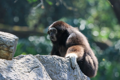 Monkey sitting on rock