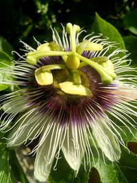 Close-up of flowers