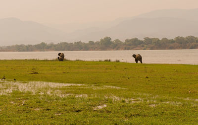 Elephants in the savanna of in zimbabwe, south africa