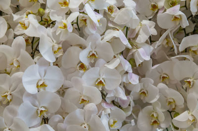 Full frame shot of white flowering plants