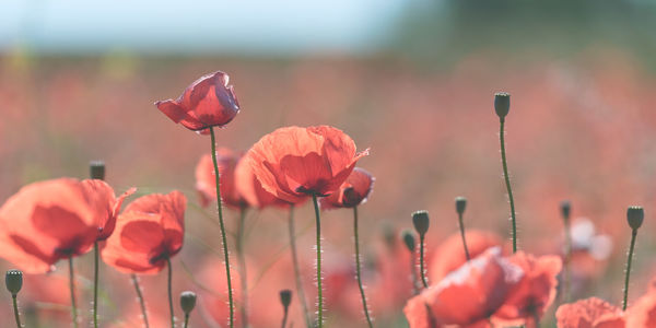 Close-up of red flowering plants on field