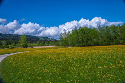 Scenic view of field against sky