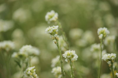 Close-up of flowering plant on field