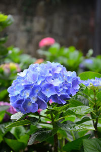 Close-up of purple flowers blooming outdoors