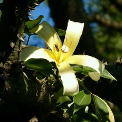 Close-up of white flowers