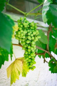 Close-up of grapes growing in vineyard