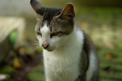 Close-up of a cat looking away