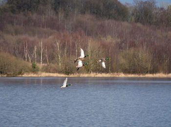 Seagulls flying over lake