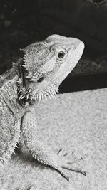 Bearded dragon on footpath