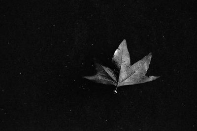 Close-up of leaves over black background