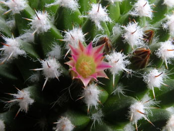 Close-up of flowers