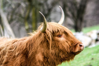 Close-up of a horse