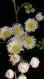 Close-up of flowers blooming outdoors