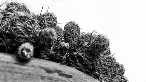 Close-up of dry plants against sky