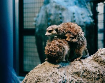 Meerkats on rock at zoo