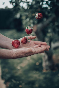 Cropped hand of woman holding christmas tree