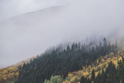 Pine trees in forest against sky