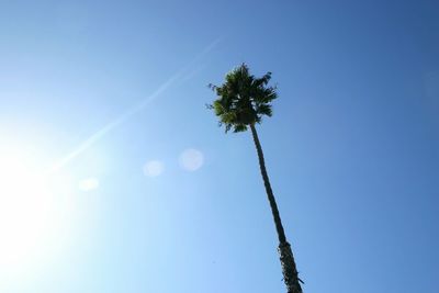 Low angle view of palm tree against blue sky